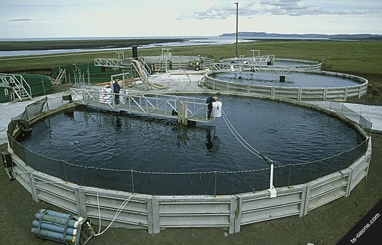 臭氧发生器水产养殖应用工程