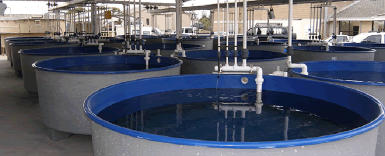 臭氧发生器水产养殖鱼虾育苗